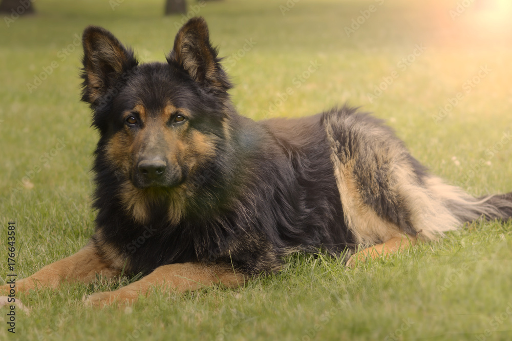 Fototapeta premium Owczarek