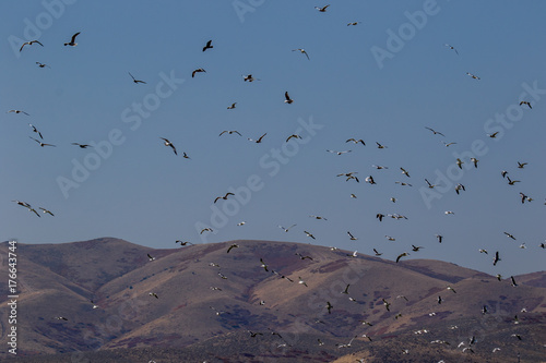 Seagulls blast off with foothills in the background photo