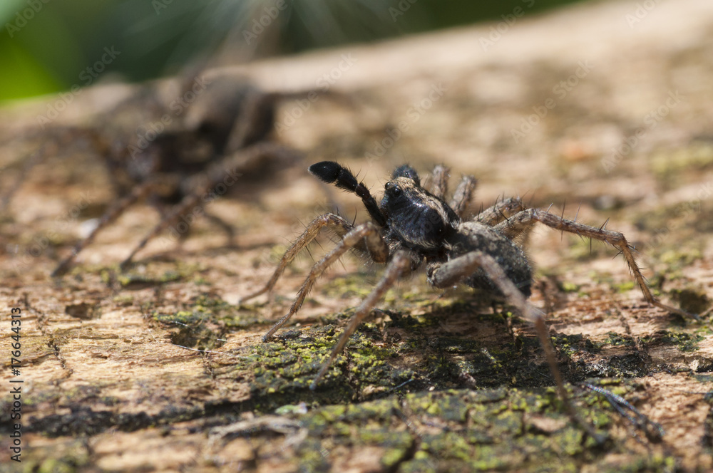 Wolf Spider (Pardosa lugubris) performing courtship ritual dance Wolf Spider (Pardosa lugubris) performing courtship ritual dance
