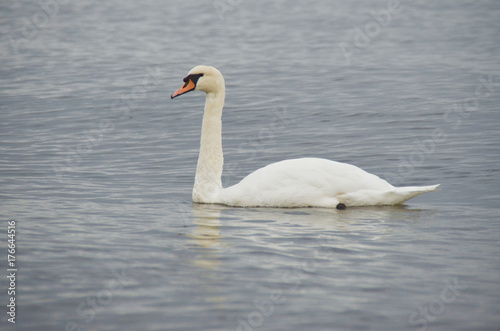 Swan © Julia