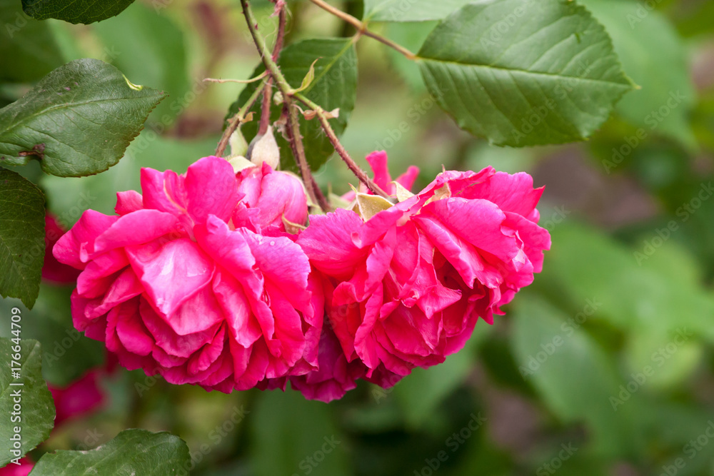 Fototapeta premium Roses