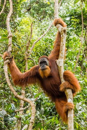 A large, wild male Orangutan in the Sumatran rainforest