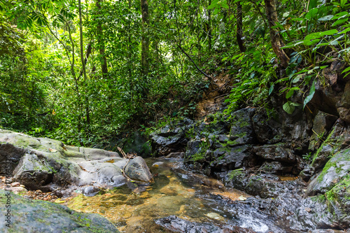 A small stream in tropical rainforest