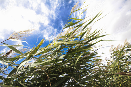 reeds, sky, cloud and sunlight. nature background 