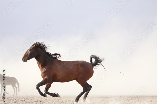 Horse herd run fast in desert dust against dramatic sunset sky. wild horse