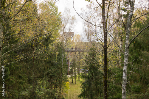 Forest panorama at Treetop Walkway "LAJU TAKAS" in Lithuania