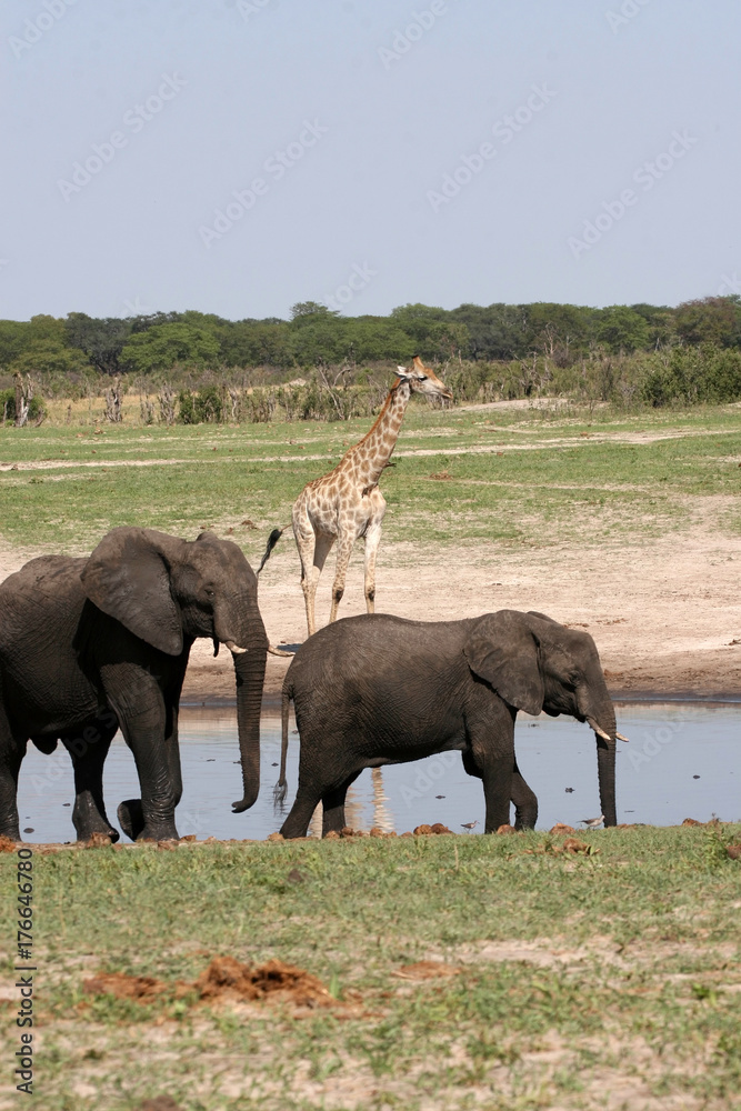 Fototapeta premium African elephant, Loxodonta africana, at waterhole Hwange National Park, Zimbabwe