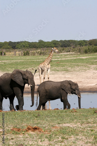 African elephant  Loxodonta africana  at waterhole Hwange National Park  Zimbabwe