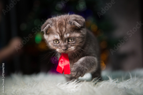 little kittens under a Christmas tree