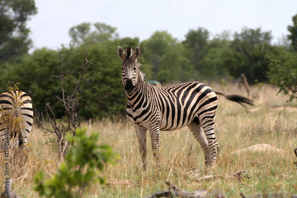 Obraz premium Grant's zebra. Equus quagga boehmi, Hwange National Park, Zimbabwe
