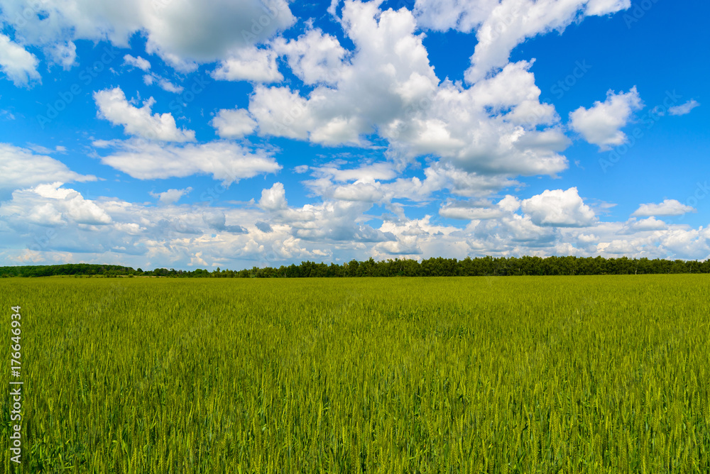 Green wheat field under beautiful cloudy sky Green wheat field under beautiful cloudy sky