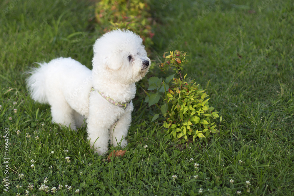 fluffy dog on the grass