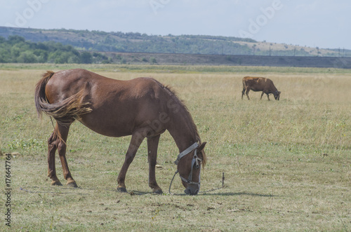 horse grazing in a meadow