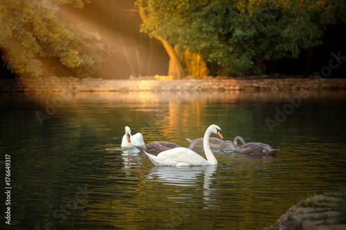 White and grey swans floating on the pond with the dark green water on the trees background in the morning shine light