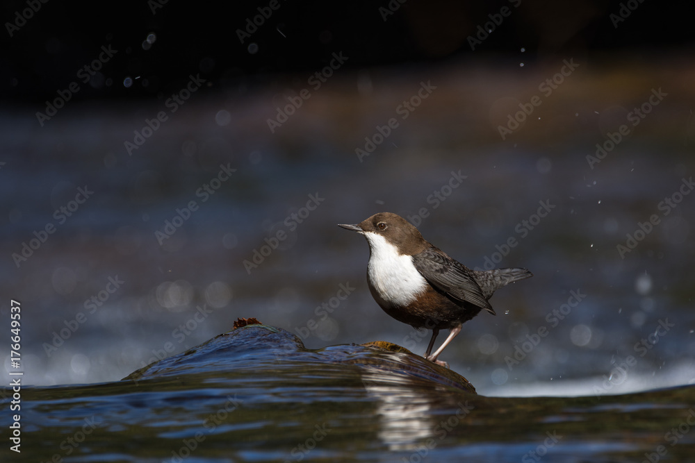 Cincle-plongeur (White-throated Dipper) Cincle-plongeur (White-throated Dipper)