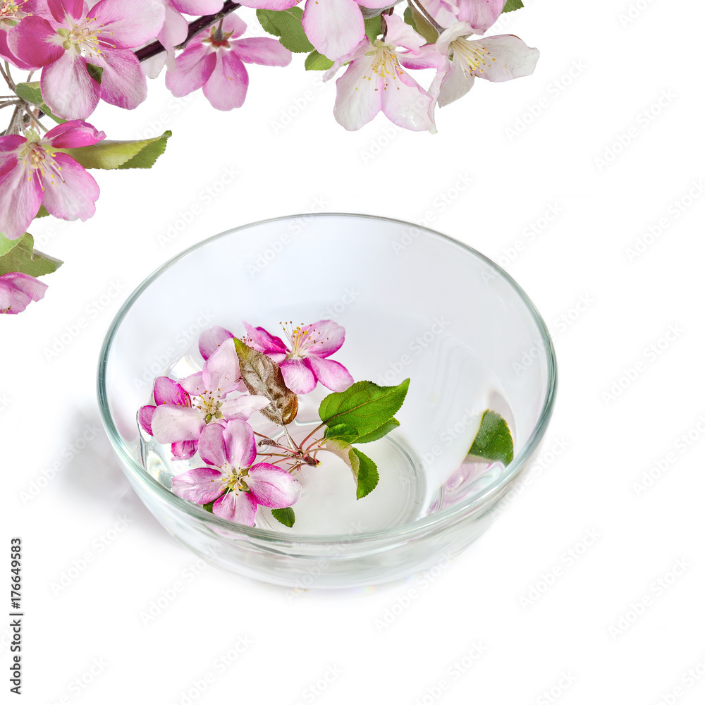 Pink cherry or apple tree flowers floating in bowl with water Pink cherry or apple tree flowers floating in bowl with water