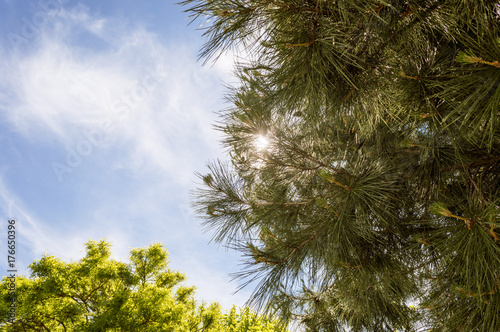 backyard sky