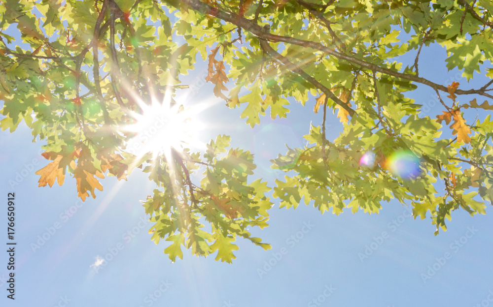 rays of autumn sun shining through the leaves of a tree rays of autumn sun shining through the leaves of a tree
