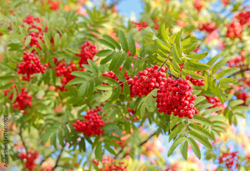Bild auf Leinwand branch of the rowan-tree with berries against the sky
