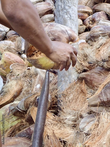 Débarrasser le coco de sa. bourre, Seychelles , série  photo