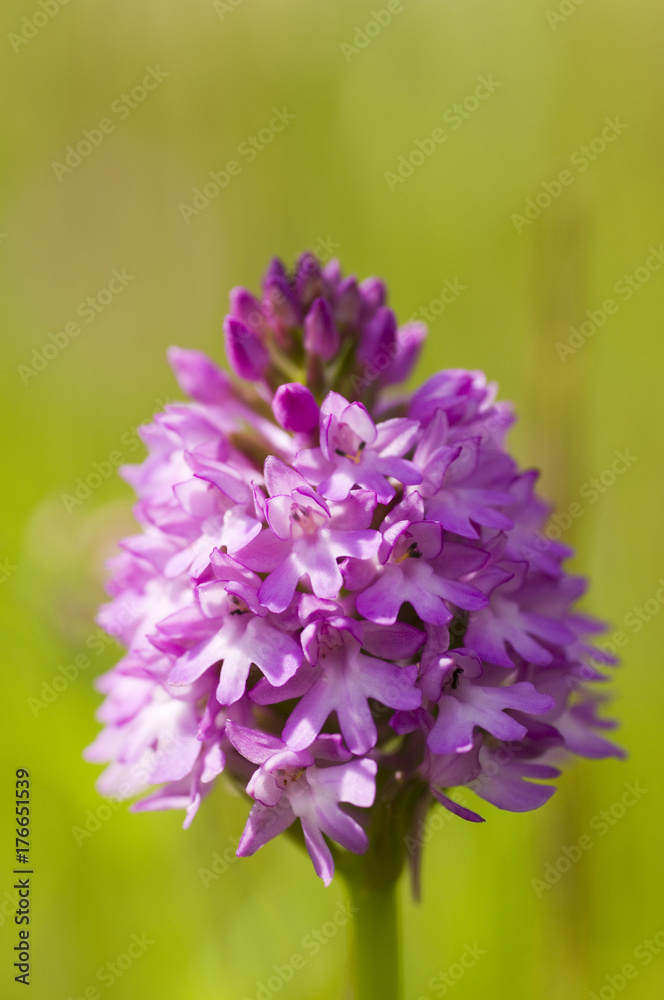 Pyramidal Orchid (Anacamptis pyramidalis) flower Pyramidal Orchid (Anacamptis pyramidalis) flower