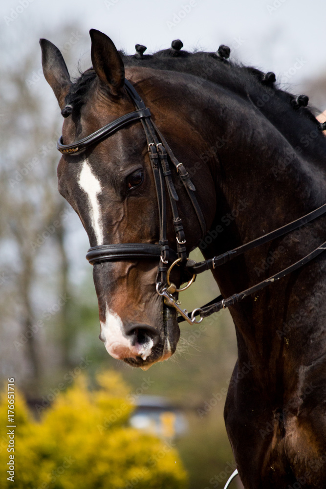 Portrait of dressage horse in the arena Portrait of dressage horse in the arena