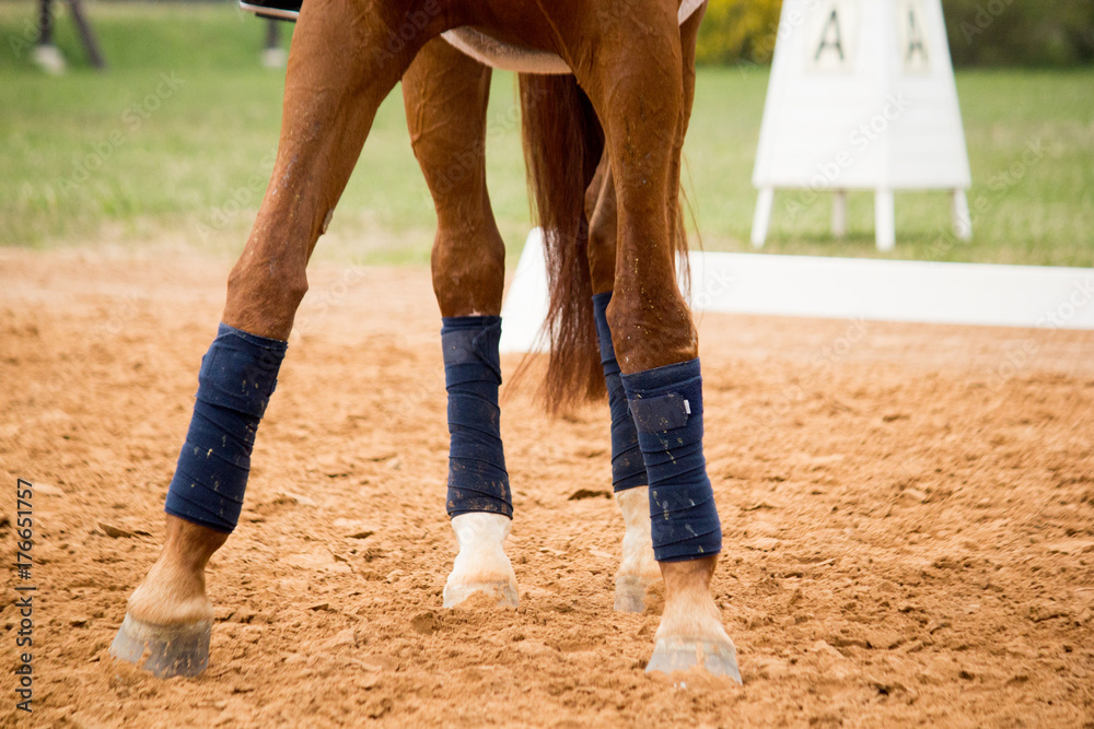 Fototapeta premium Close up of horse legs in the arena