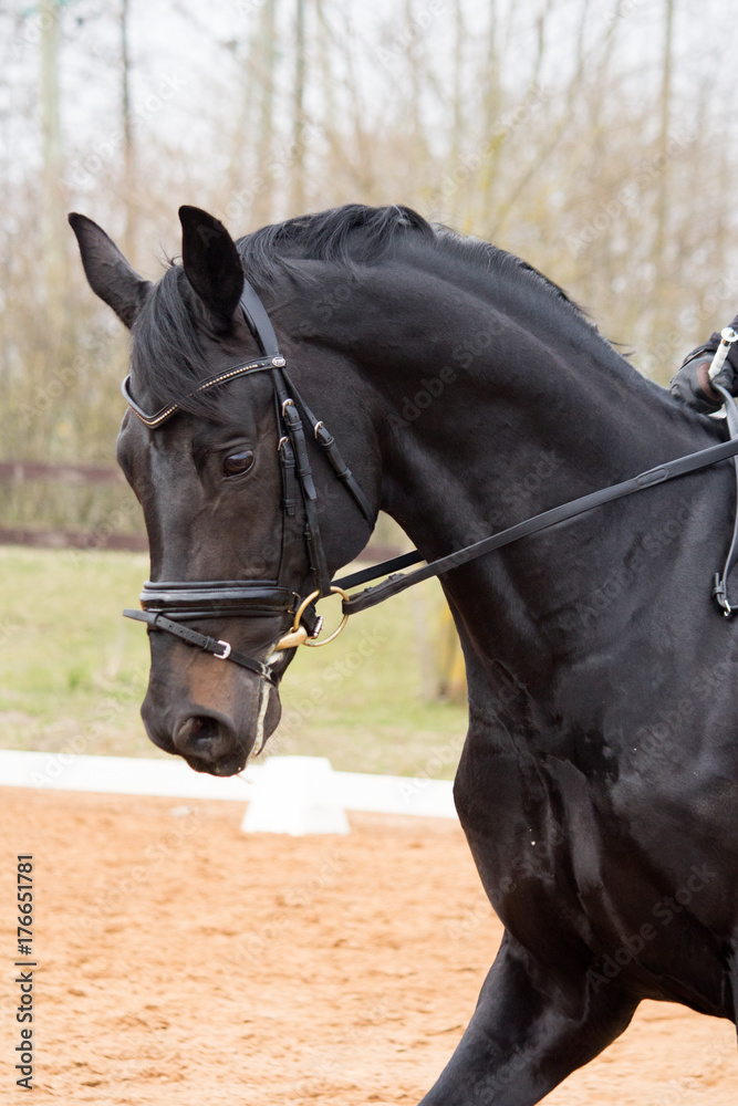 Obraz premium Portrait of dressage horse in the arena