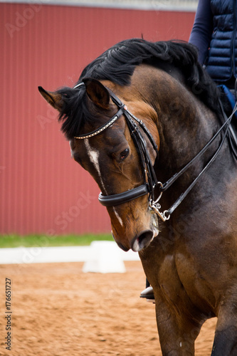 Portrait of dressage horse in the arena © virgonira