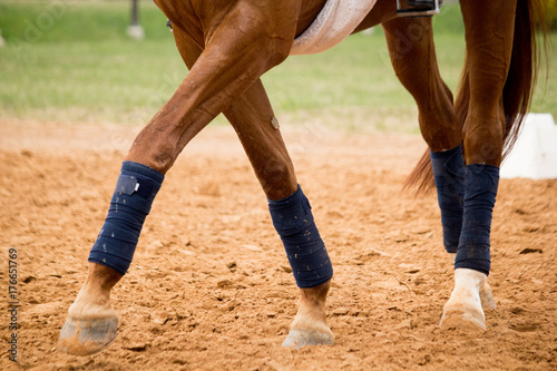 Close up of horse legs in the arena