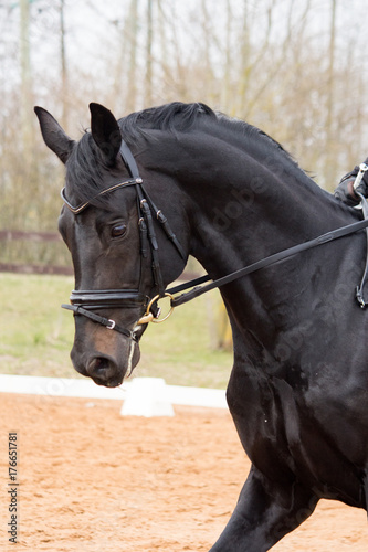 Portrait of dressage horse in the arena © virgonira