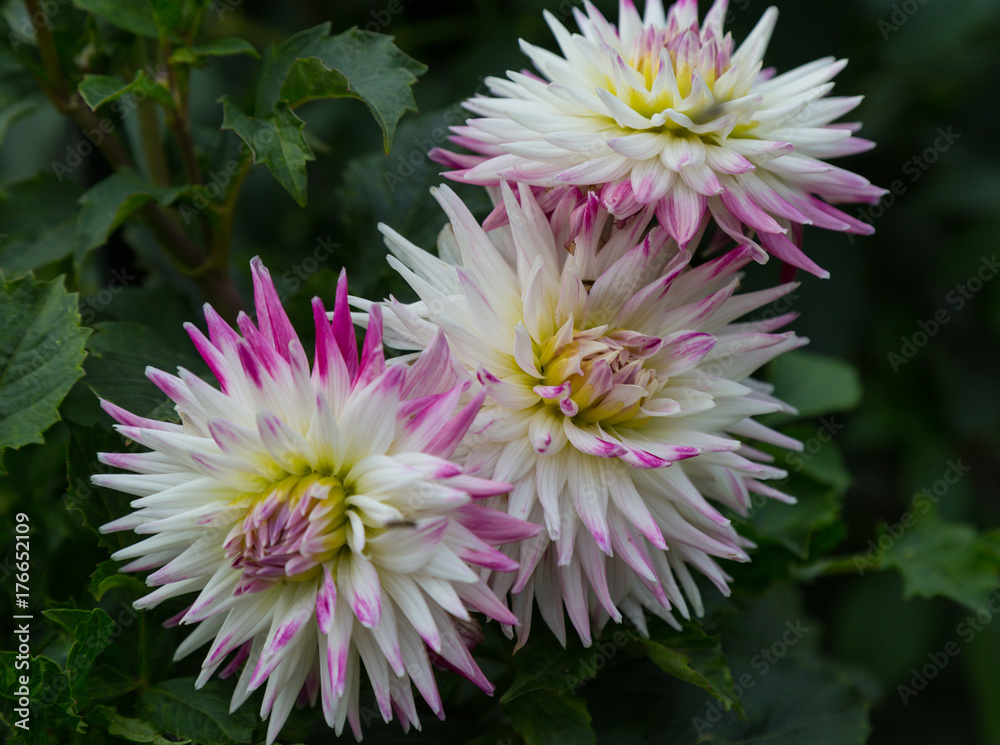 Flower dahlia semi - kaktus Sorbet in the garden Flower dahlia semi - kaktus Sorbet in the garden