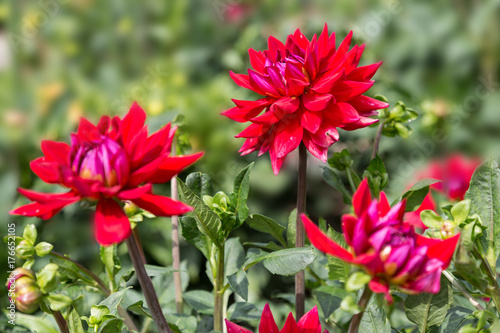 Fototapeta Naklejka Na Ścianę i Meble -  Dahlia dekorative Elsie Huston in the garden