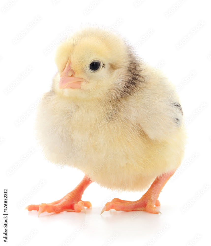 Obraz premium Small yellow chicken.