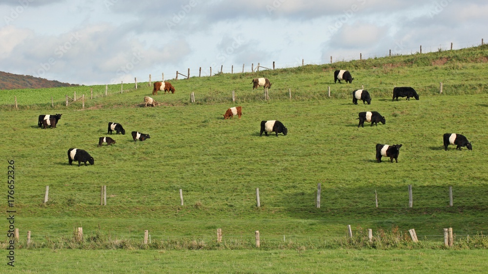 Belted Galloways in verschiedenen Farbschlägen
Belted Galloways in verschiedenen Farbschlägen