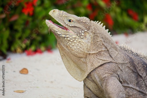  A endangered wild Sister Isles Rock Iguana found only on Little Cayman and Cayman Brac in the Caribbean. 