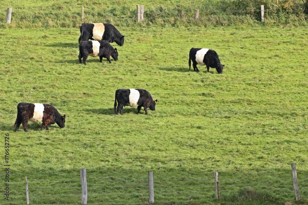 Belted Galloways auf der Weide
Belted Galloways auf der Weide