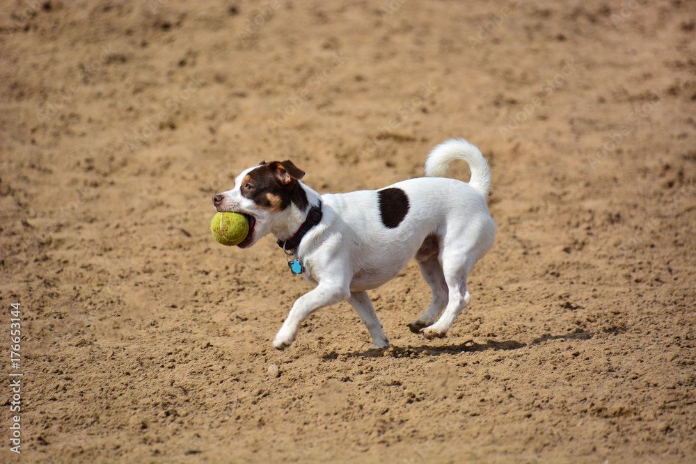 terrier puppy playing fetch at a dog park