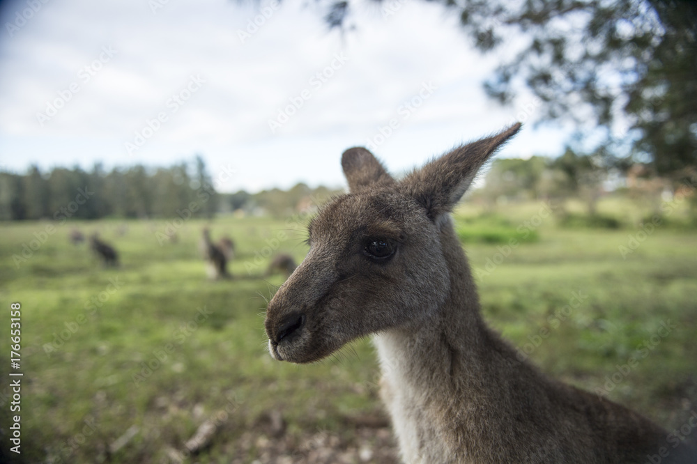 Wild Kangaroo in Australia Wild Kangaroo in Australia