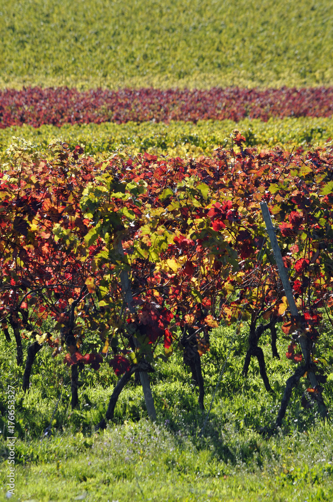 farbige weinfelder im herbst