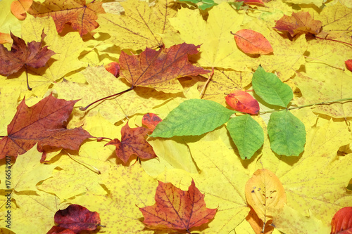 Autumn background from lot of colorful fallen yellow leaves on the ground outdoors top view