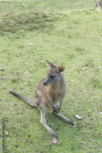 Wild Kangaroo in Australia