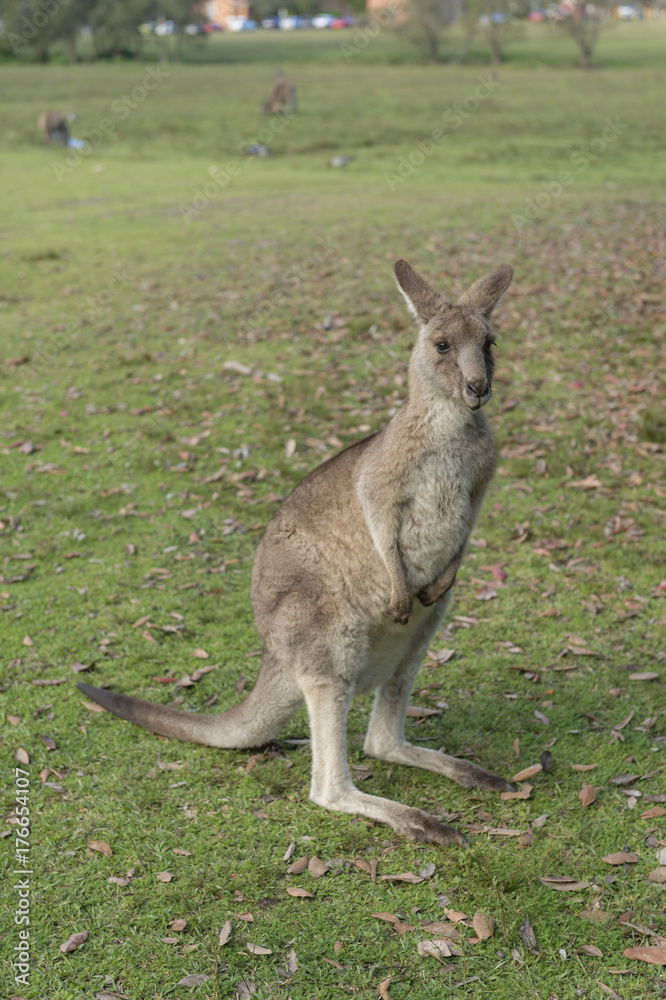 Wild Kangaroo in Australia Wild Kangaroo in Australia