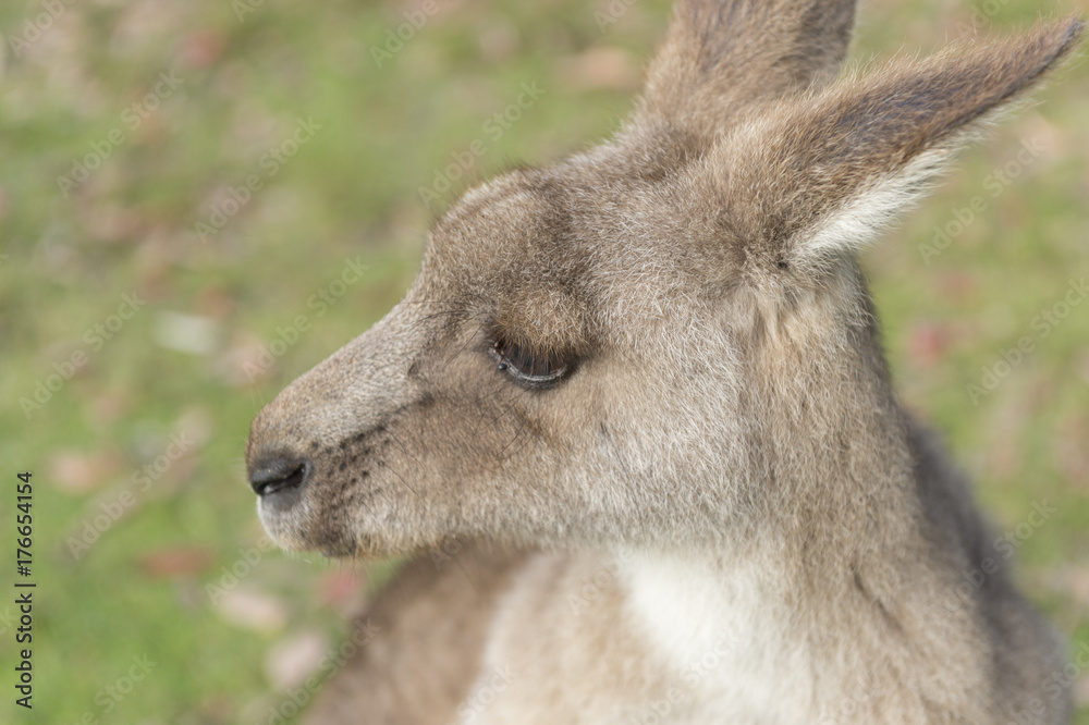 Wild Kangaroo in Australia