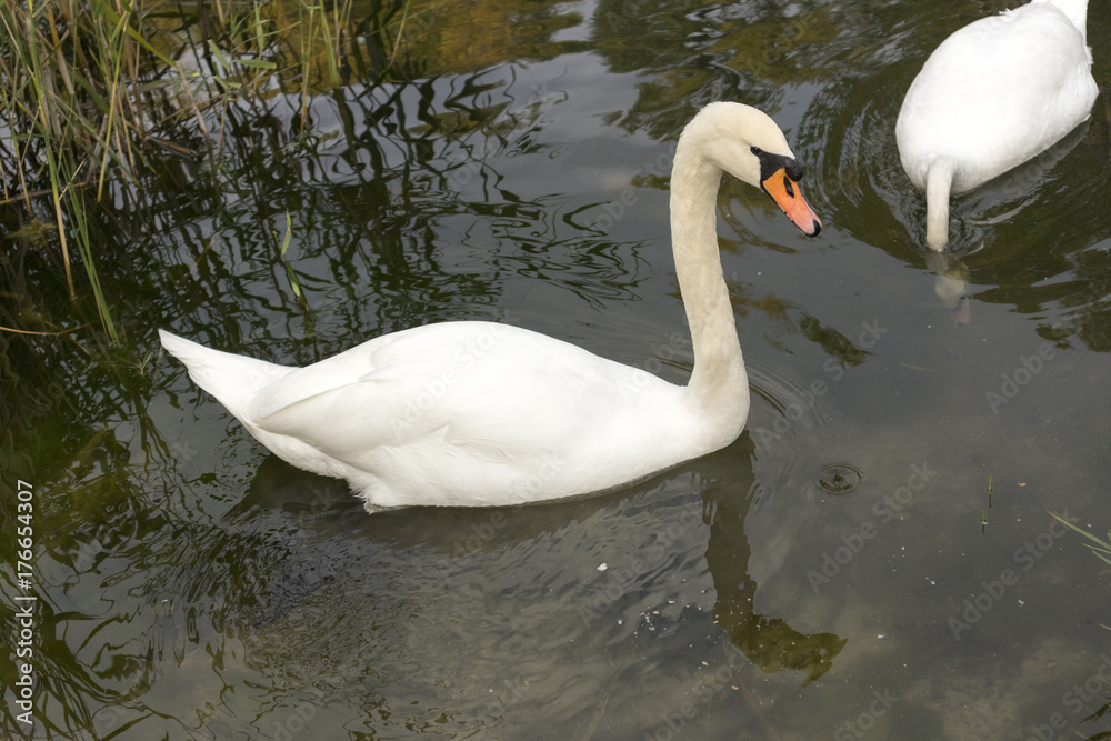 Two white mute swan swims in the lake water. Two white mute swan swims in the lake water.