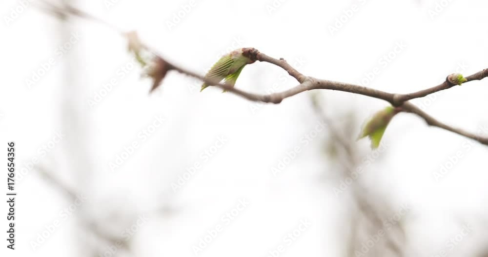 pan shot of ulmus glabra elm leaves in spring day pan shot of ulmus glabra elm leaves in spring day