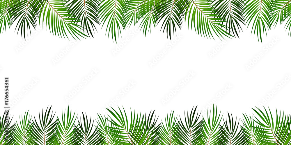 Obraz premium Frame from Palm Leaf with White Background. Vector Illustration.