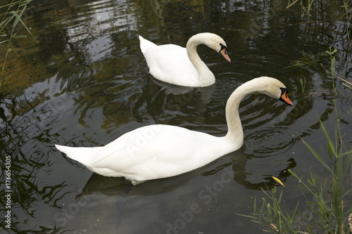 Two white mute swan swims in the lake water.