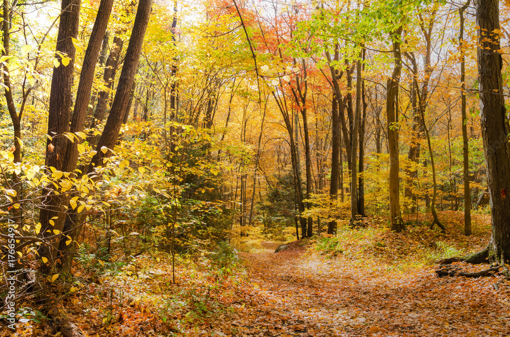 Fototapeta premium Deserted Footpath Covered in Fallen Leaves through a Colourful Forest on a Sunny Autumn Day