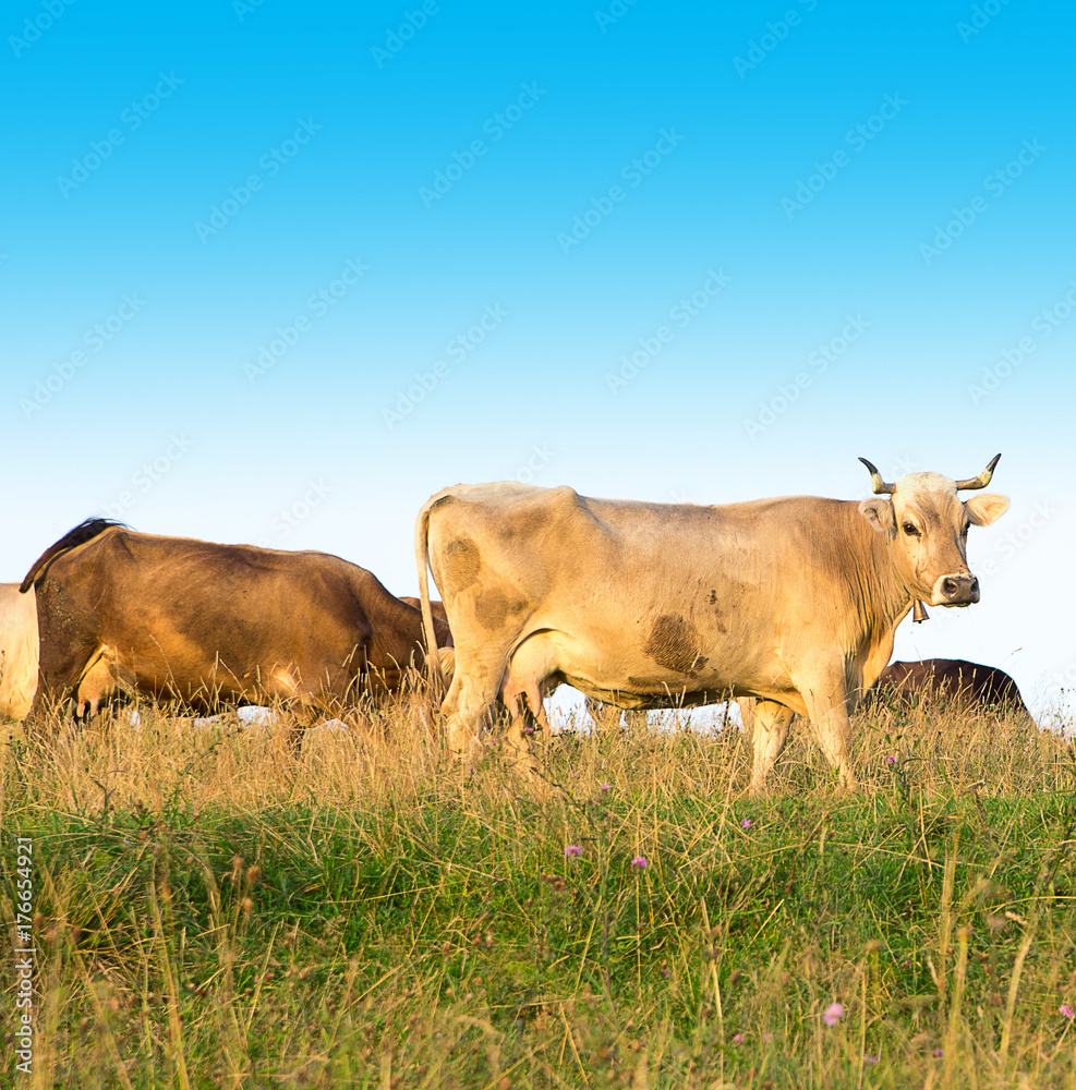 Cows graze in the field. Close-up.